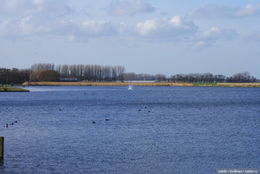 Прогулка к озеру с мопсами и вихтелями. Продолжение (фото 3)