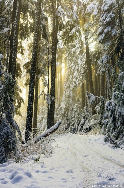 Аня из Зеленых Мезонинов. Аня из Авонлеи. Аня из Шумящих тополей... Любимые цитаты и конечно же РЕЦЕПТЫ (фото 7)