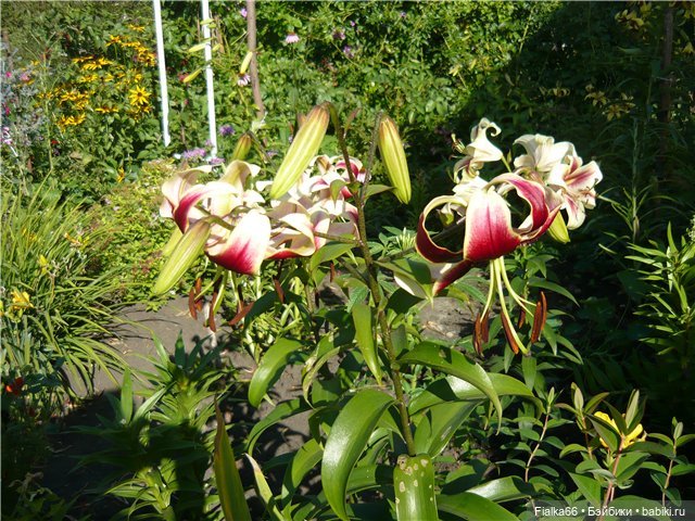 Летние наряды для Яны и Вики.Одежда для кукол Готц (фото 6)