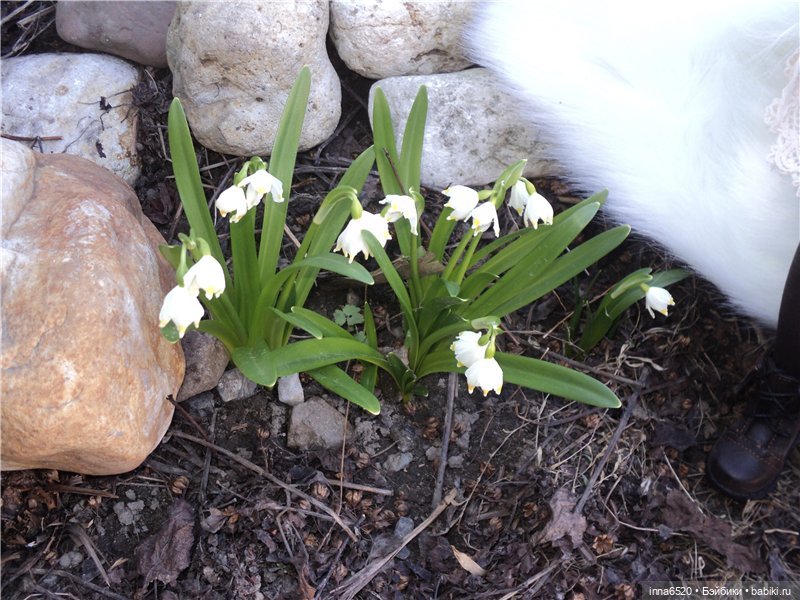 Просто - Марта, просто - прелесть!!! Платье для куклы бжд