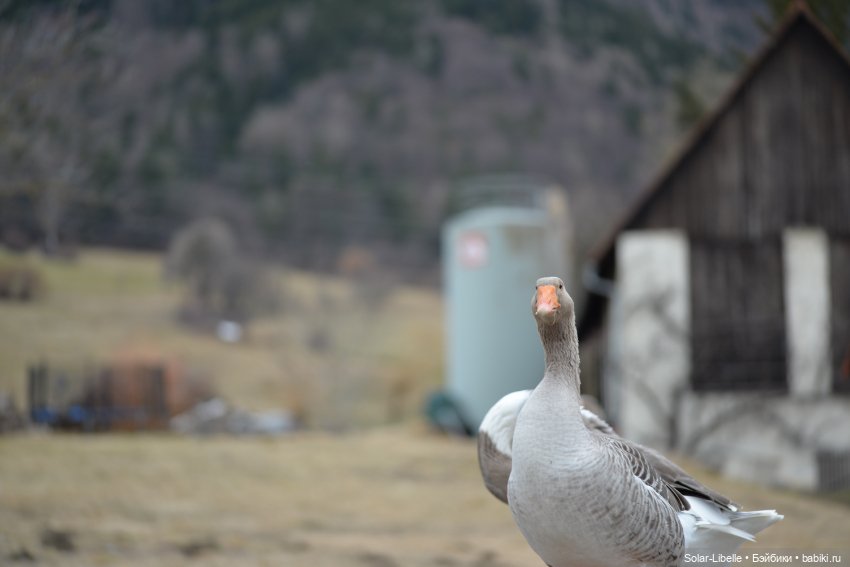 Как я куклу продавала — Куклы Annette Himstedt (Аннетт Химстедт): коллекционные (фото 6)