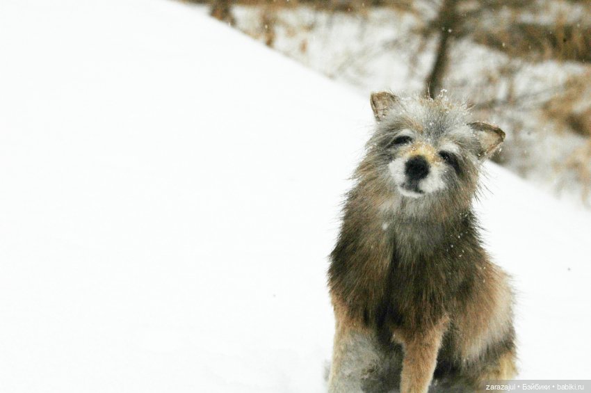 И ещё немного волка — Авторские мишки Тедди и друзья: фото (фото 5)