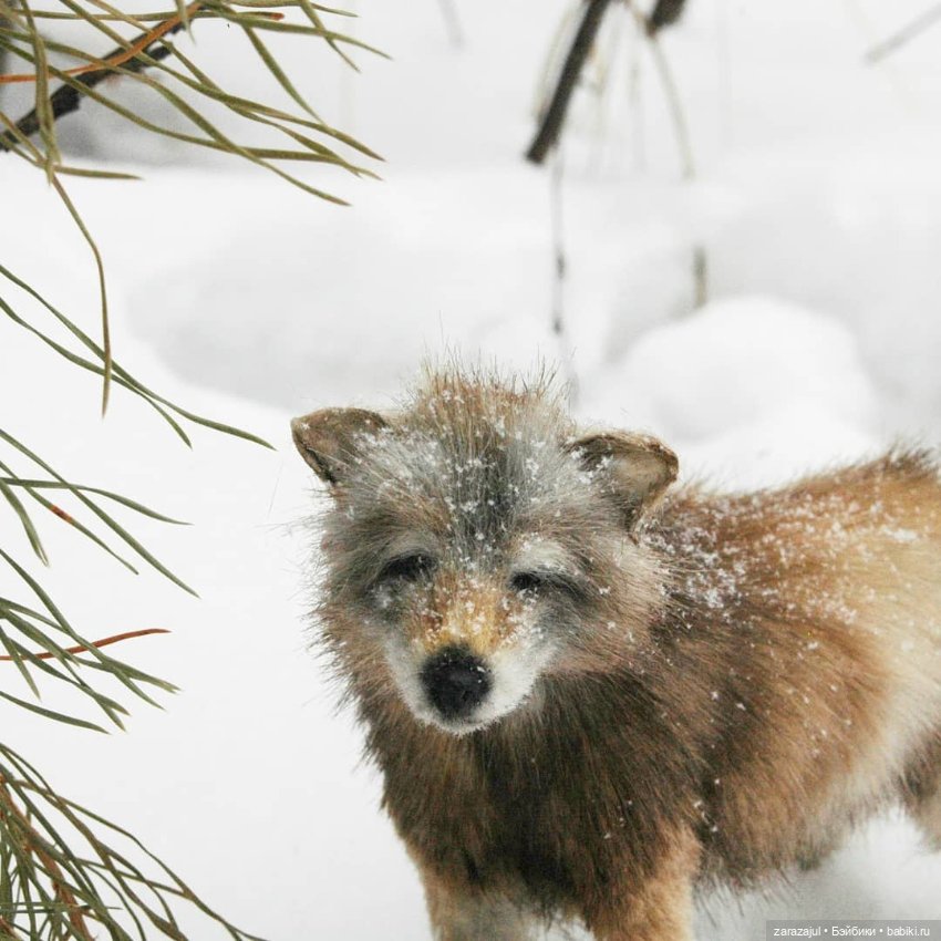 И ещё немного волка — Авторские мишки Тедди и друзья: фото (фото 6)