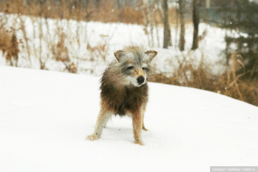И ещё немного волка — Авторские мишки Тедди и друзья: фото (фото 3)