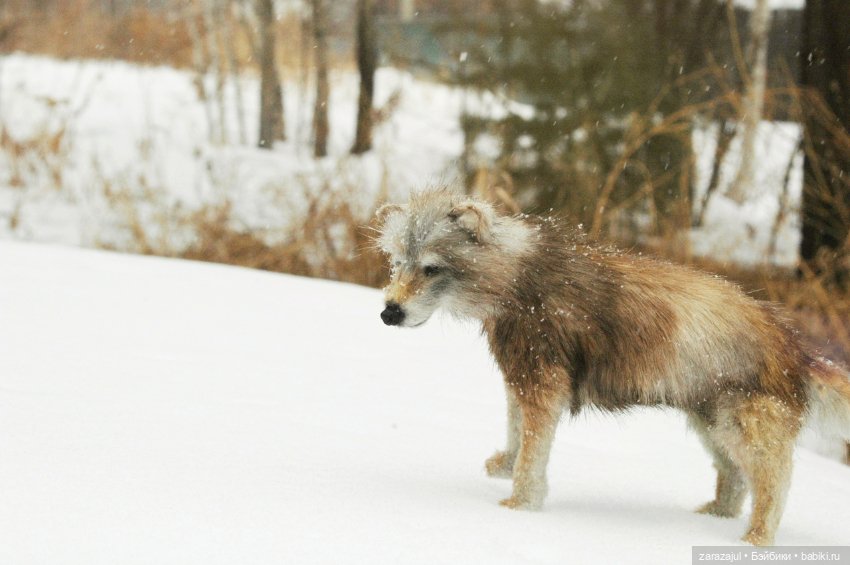 И ещё немного волка — Авторские мишки Тедди и друзья: фото