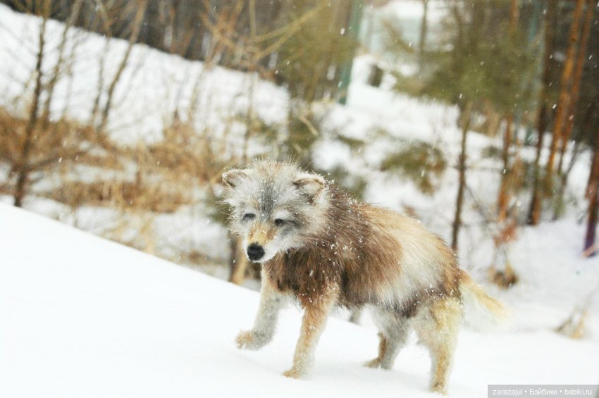 И ещё немного волка — Авторские мишки Тедди и друзья: фото (фото 2)