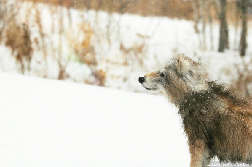 И ещё немного волка — Авторские мишки Тедди и друзья: фото (фото 4)