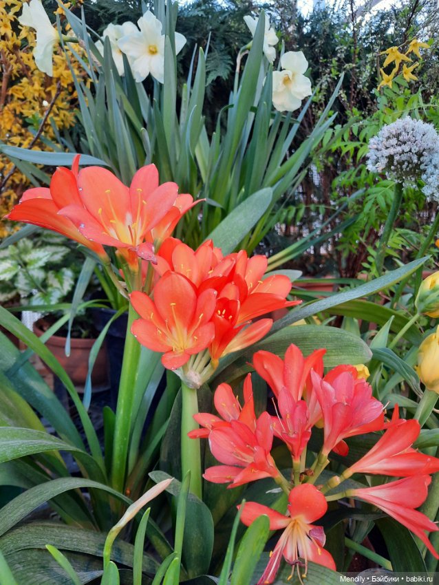 Репетиция весны — Культура (фото 4)