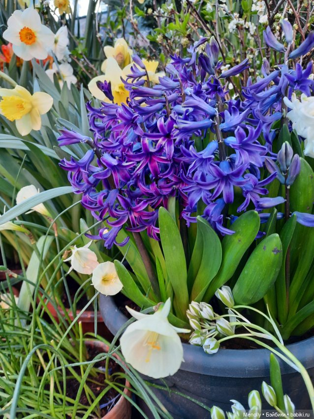 Репетиция весны — Культура (фото 3)