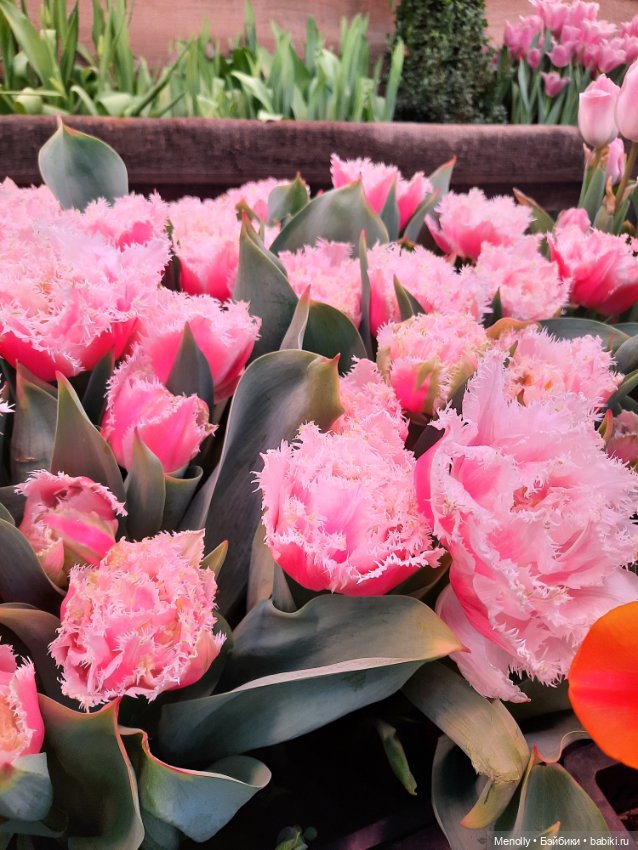 Репетиция весны — Культура (фото 9)