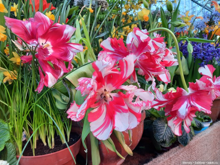 Репетиция весны — Культура (фото 2)