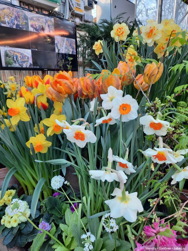 Репетиция весны — Культура