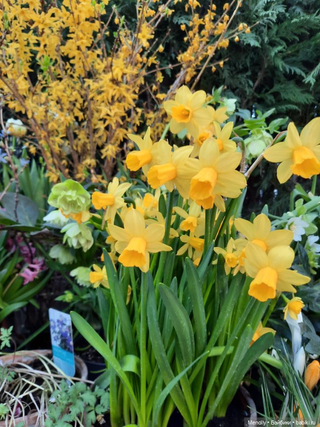 Репетиция весны — Культура