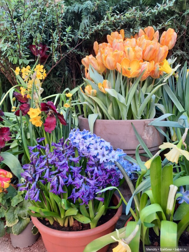 Репетиция весны — Культура