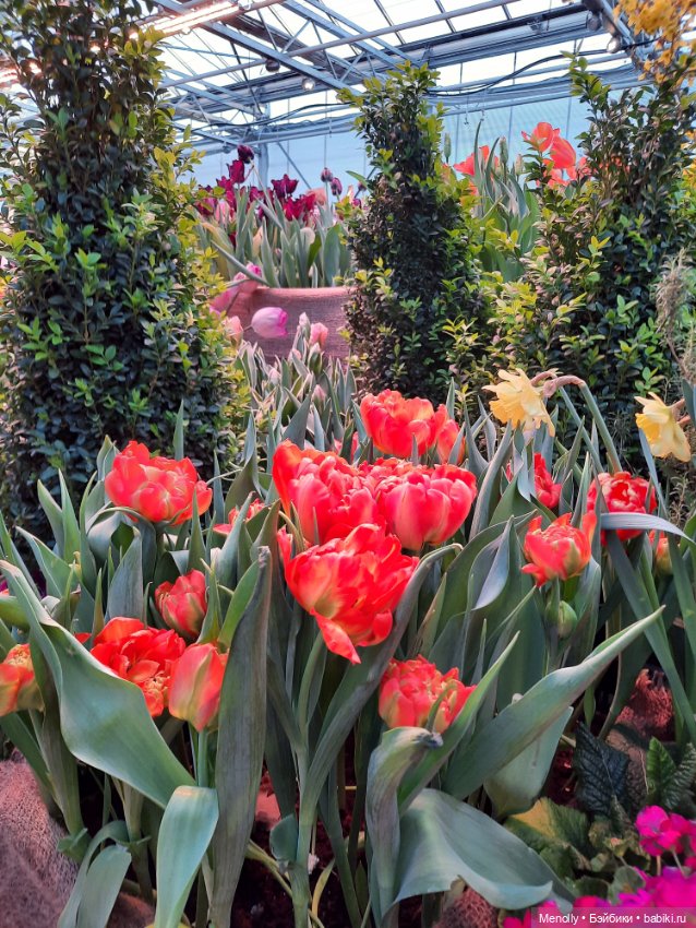 Репетиция весны — Культура