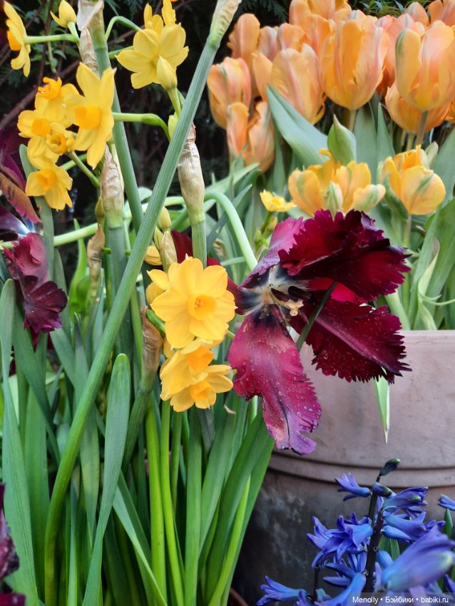 Репетиция весны — Культура