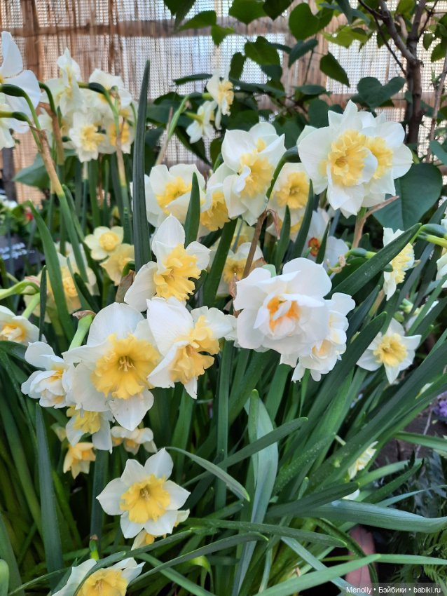 Репетиция весны — Культура