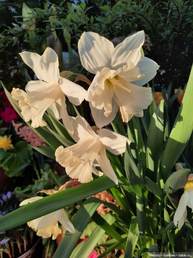 Репетиция весны — Культура