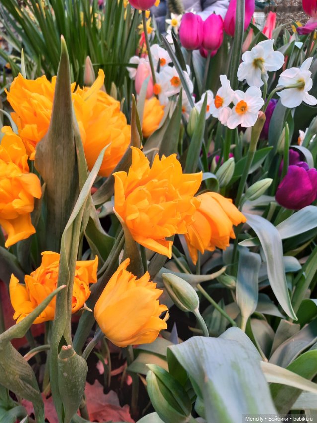 Репетиция весны — Культура