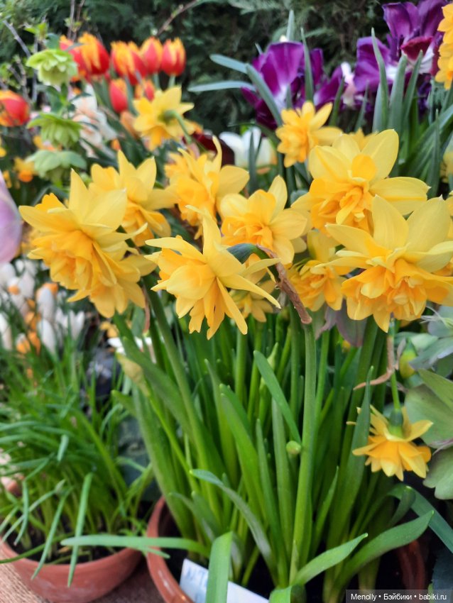 Репетиция весны — Культура