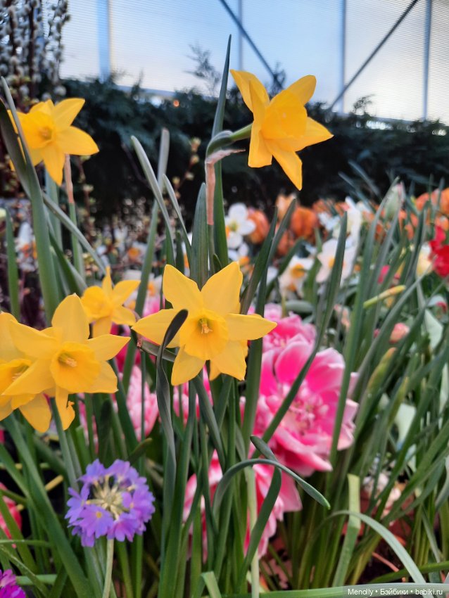 Репетиция весны — Культура