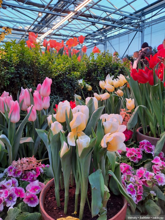 Репетиция весны — Культура