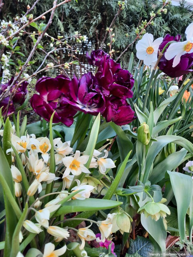 Репетиция весны — Культура