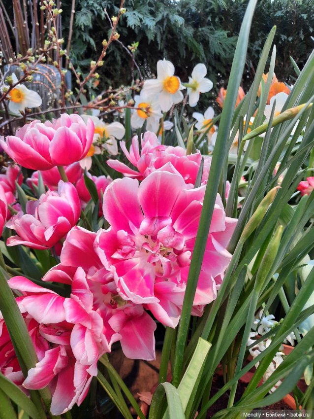 Репетиция весны — Культура