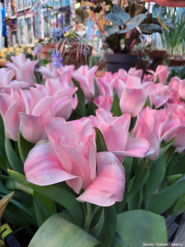 Репетиция весны — Культура