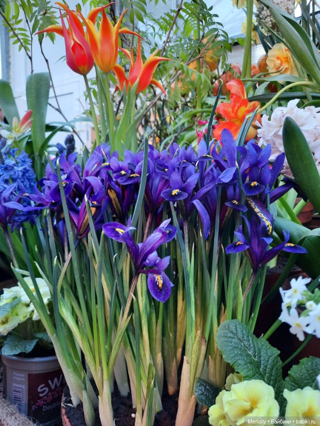 Репетиция весны — Культура