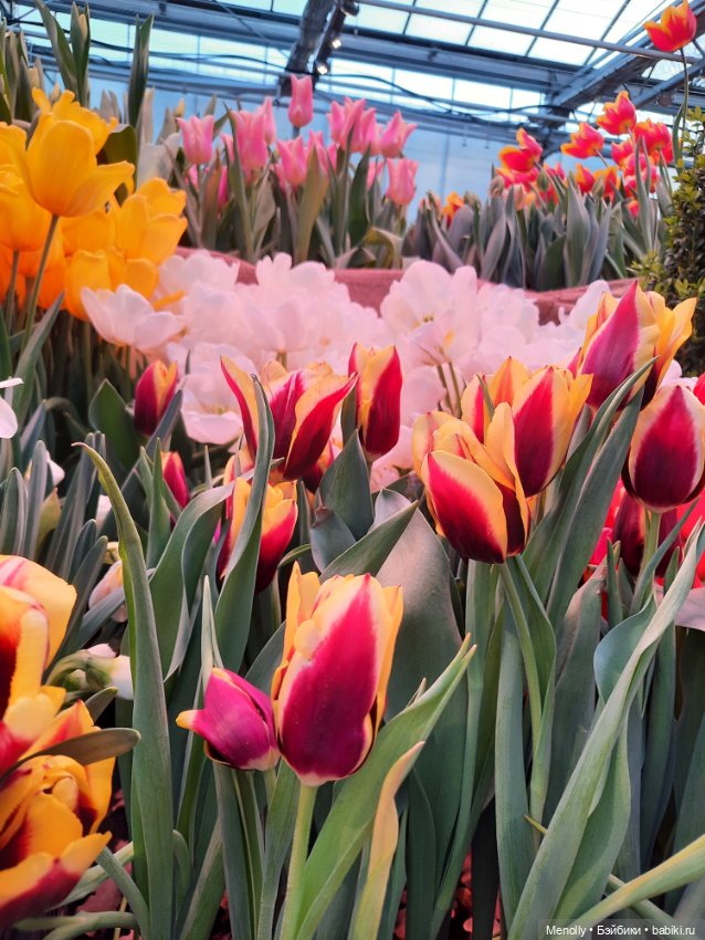 Репетиция весны — Культура