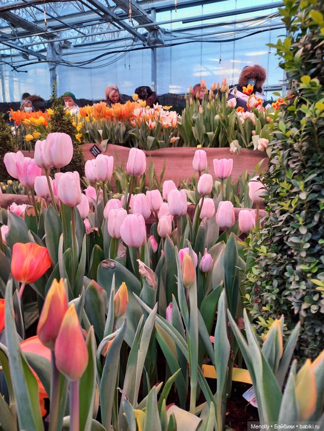 Репетиция весны — Культура (фото 10)