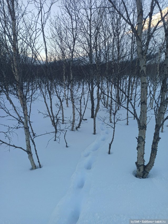 Приглашаю на прогулку))) Заполярье) 17 марта 2022 (фото 6)