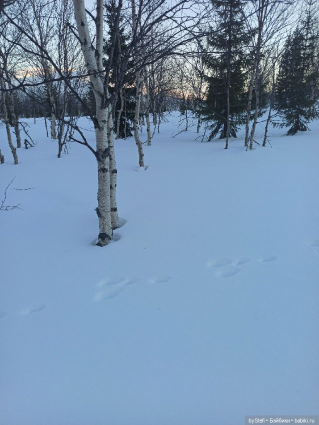 Приглашаю на прогулку))) Заполярье) 17 марта 2022 (фото 9)