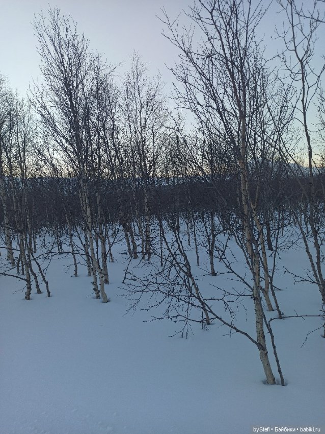 Приглашаю на прогулку))) Заполярье) 17 марта 2022 (фото 5)