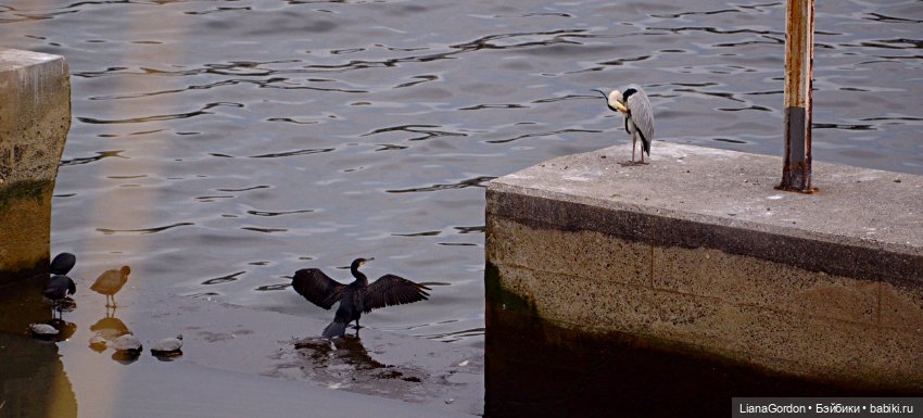 Раин и Сакура — Куклы Resinsoul (Резинсоул) и Bobobie: BJD (БЖД) (фото 6)