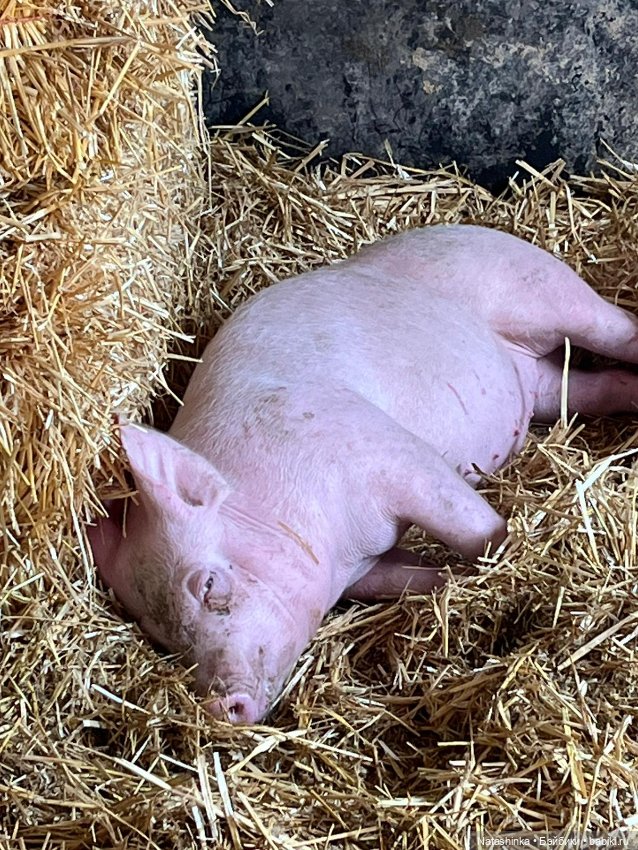 Fashion Dolls 334 — Туризм и путешествия: фотоотчеты из поездок (фото 2)