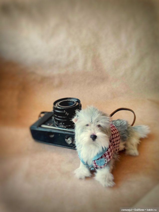 Маленький Лорд — Авторские мишки Тедди и друзья: фото (фото 3)