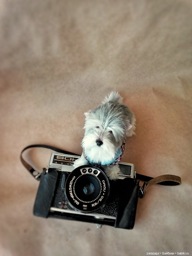 Маленький Лорд — Авторские мишки Тедди и друзья: фото