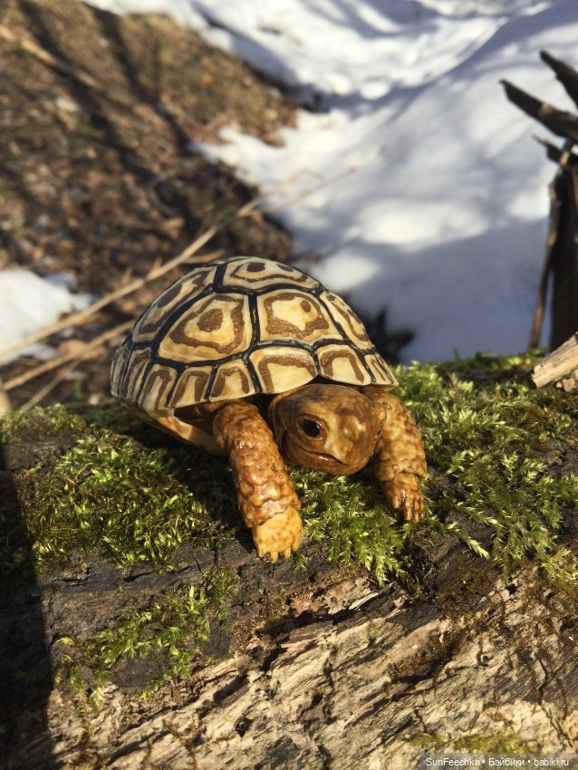 Наш черепах Биг Тейсти — Коллекционные экшн (фото 3)