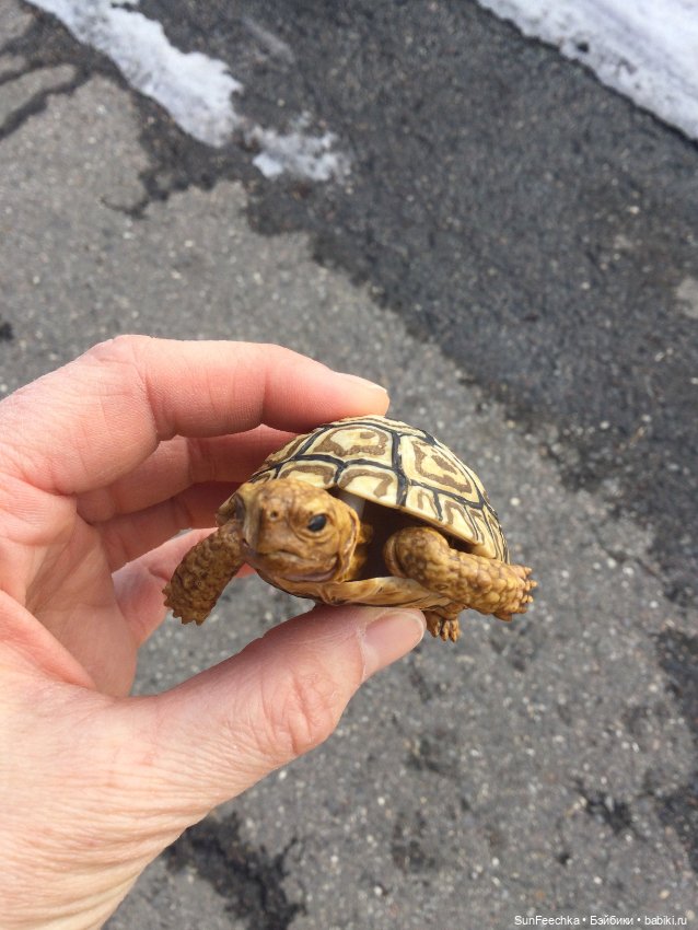 Наш черепах Биг Тейсти — Коллекционные экшн (фото 7)