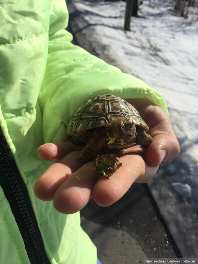 Наш черепах Биг Тейсти — Коллекционные экшн