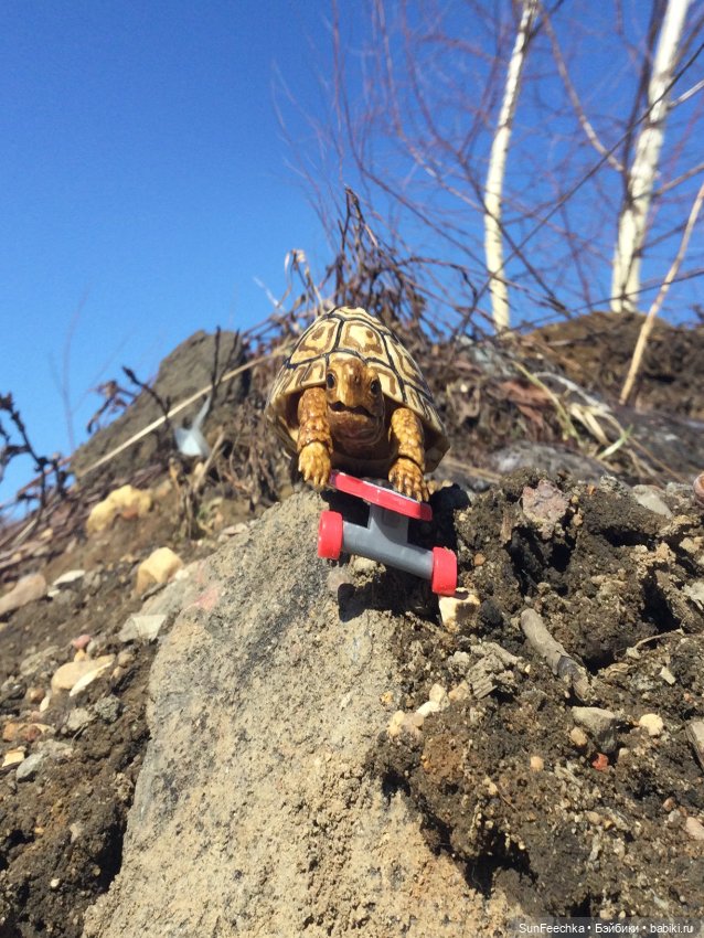 Наш черепах Биг Тейсти — Коллекционные экшн