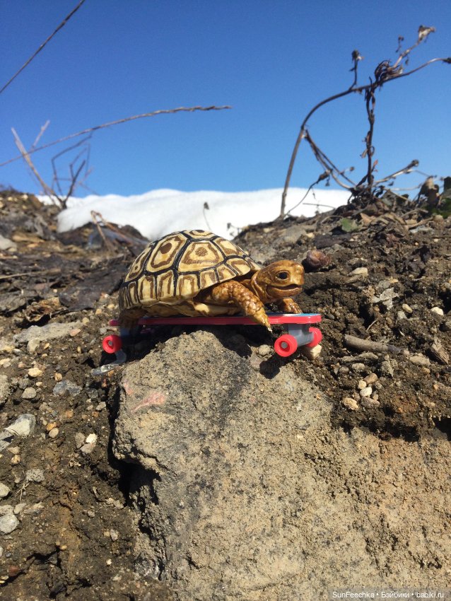 Наш черепах Биг Тейсти — Коллекционные экшн