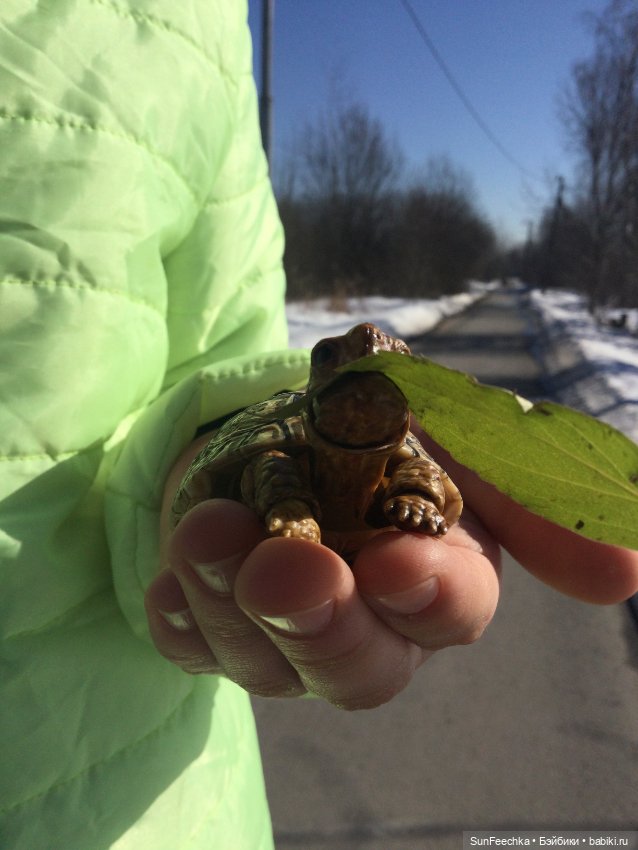 Наш черепах Биг Тейсти — Коллекционные экшн