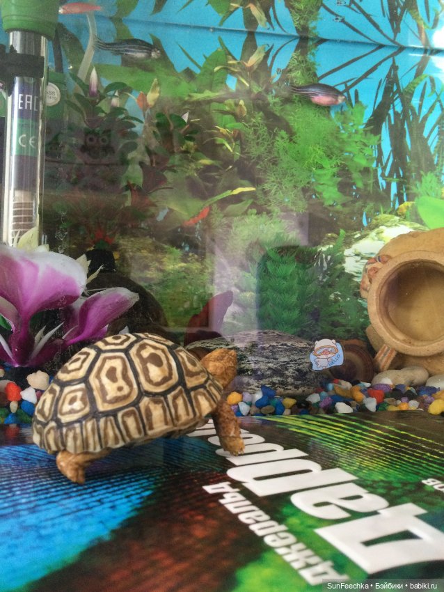 Наш черепах Биг Тейсти — Коллекционные экшн