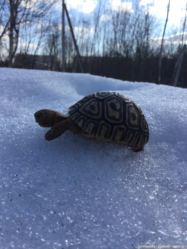 Наш черепах Биг Тейсти — Коллекционные экшн (фото 9)