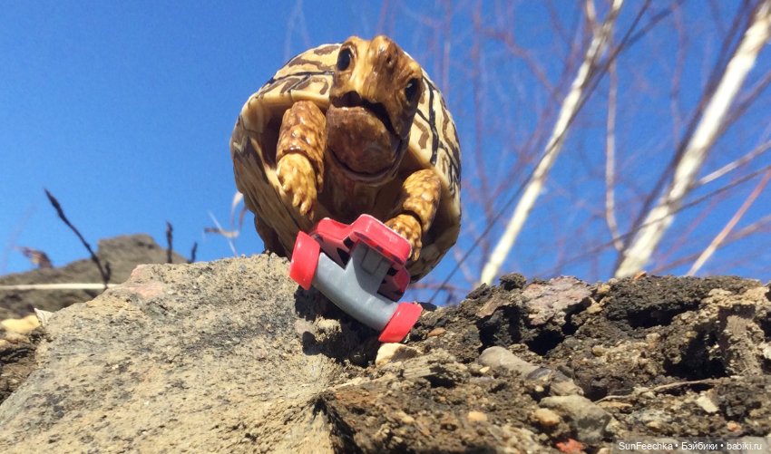 Наш черепах Биг Тейсти — Коллекционные экшн