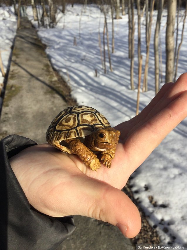 Наш черепах Биг Тейсти — Коллекционные экшн (фото 5)