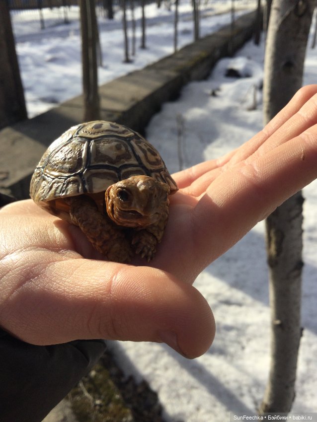 Наш черепах Биг Тейсти — Коллекционные экшн (фото 4)